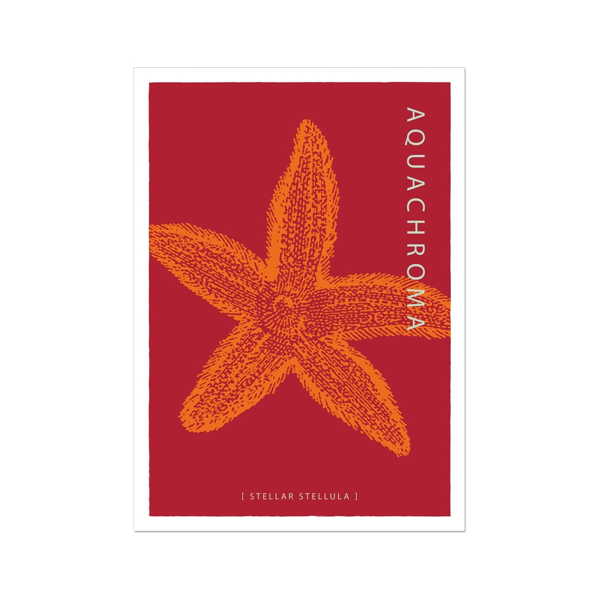 Vibrant orange Starfish on a dark red background with white border.